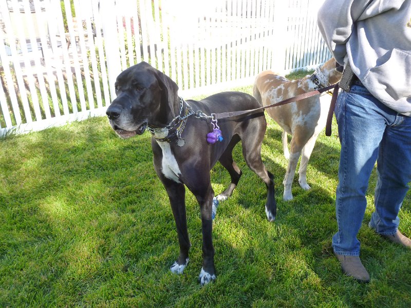 ELCO Car Show Oct 2013 129